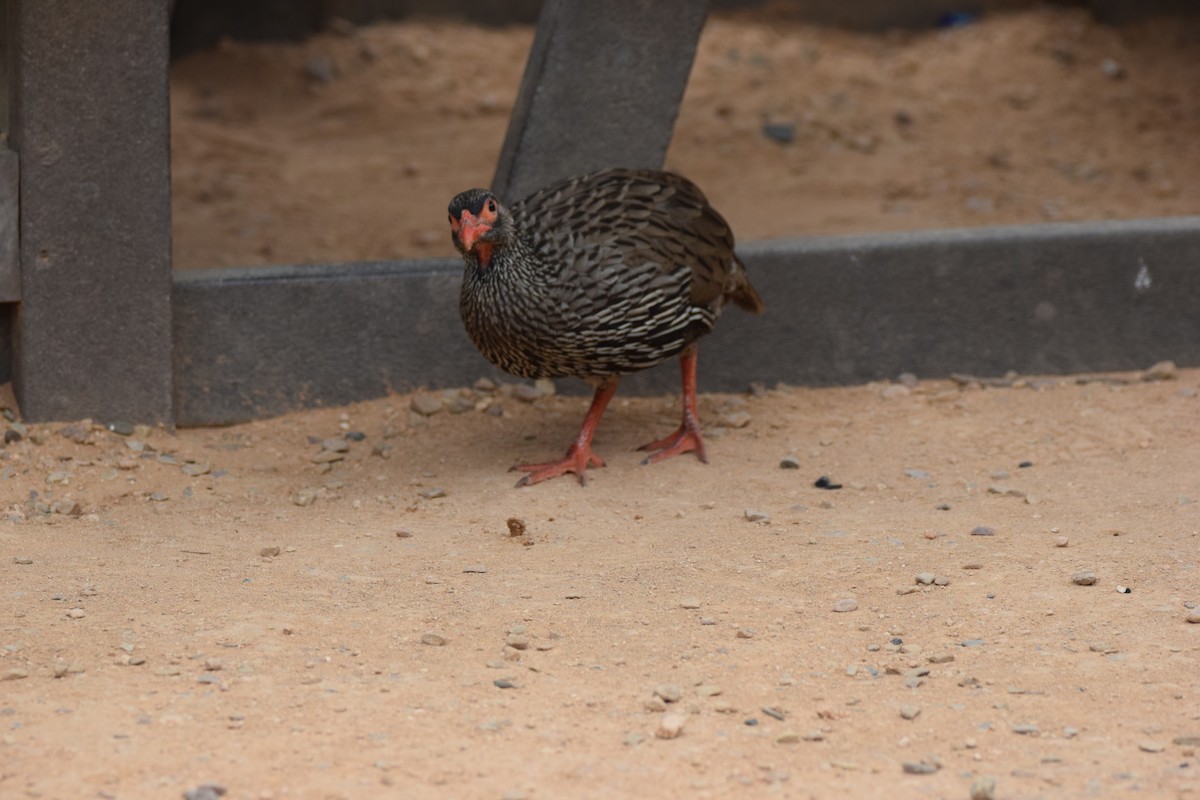 Red-necked Spurfowl (Southern) - ML52532521