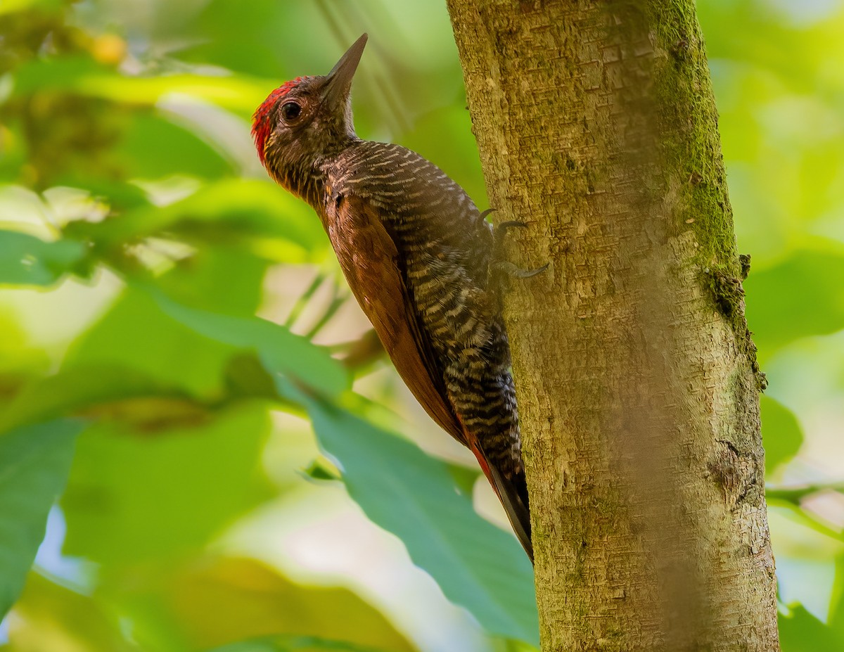 Red-rumped Woodpecker - ML525329211