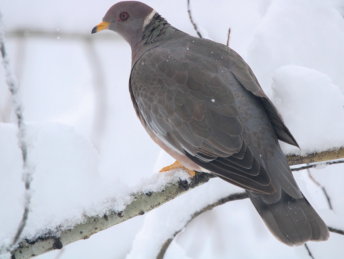 Band-tailed Pigeon - ML525330721