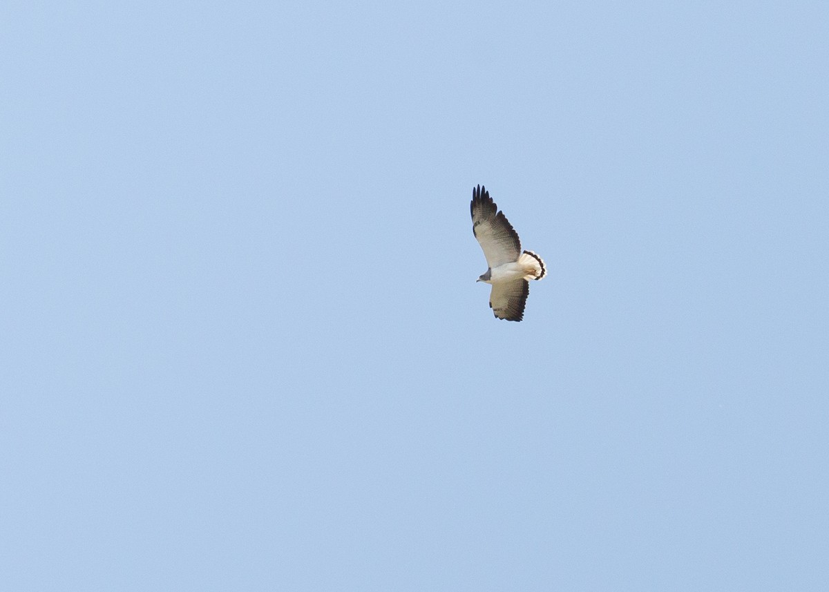 White-tailed Hawk - ML52533191