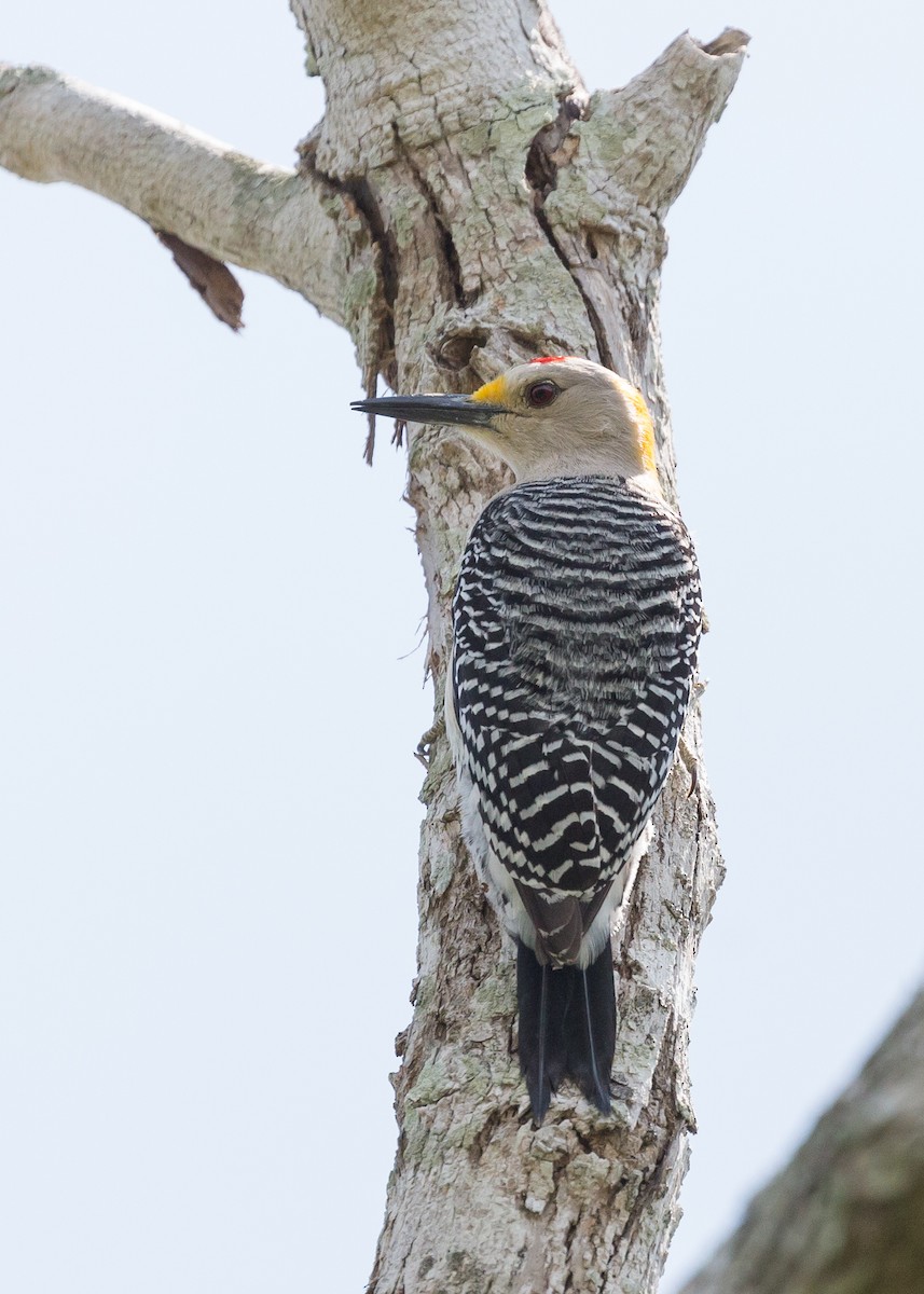 Golden-fronted Woodpecker - ML52533211