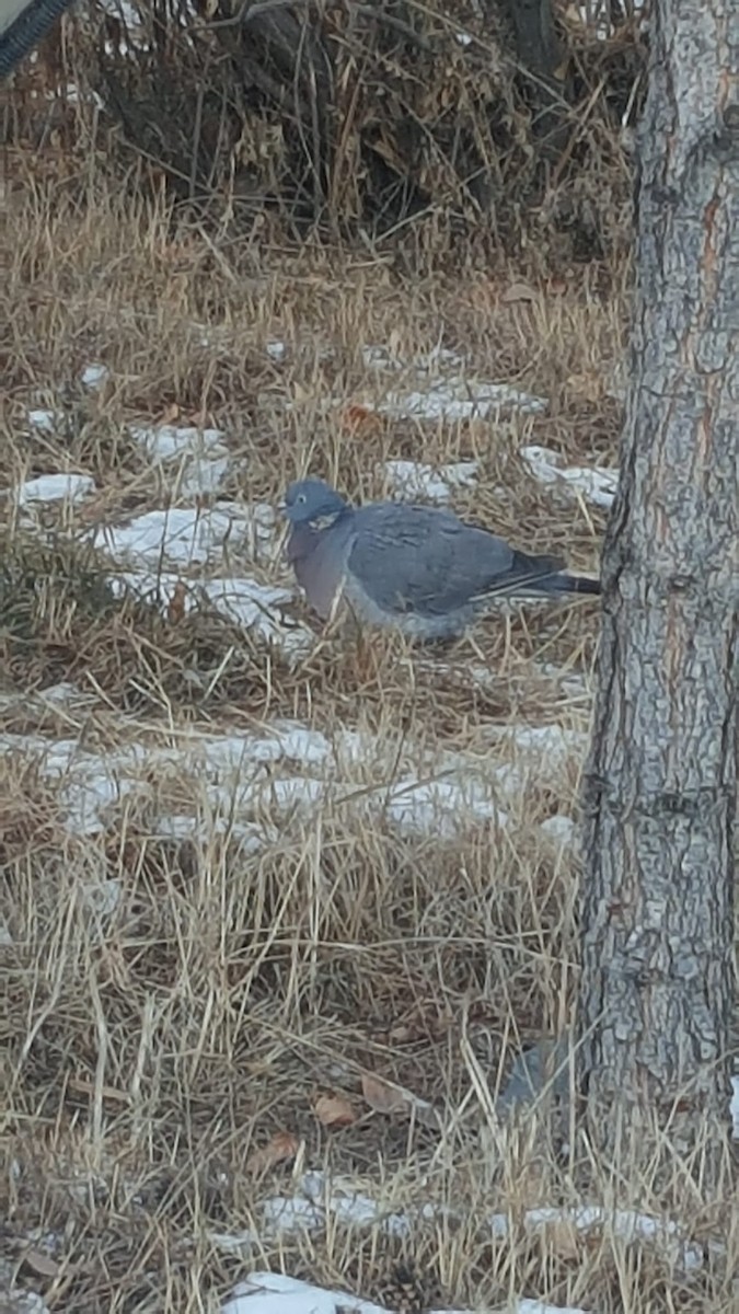 Common Wood-Pigeon - Nara Urtnasan
