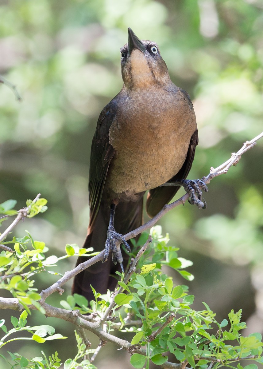 Great-tailed Grackle - ML52533541