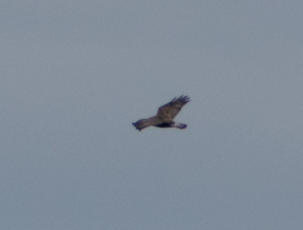 Red-tailed Hawk (Harlan's) - ML525335731