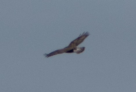 Red-tailed Hawk (Harlan's) - ML525335751
