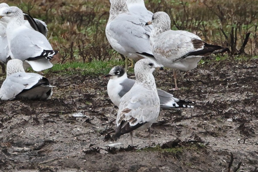 eBird Checklist 17 Jan 2023 Bell's Mill Rd. 27 species