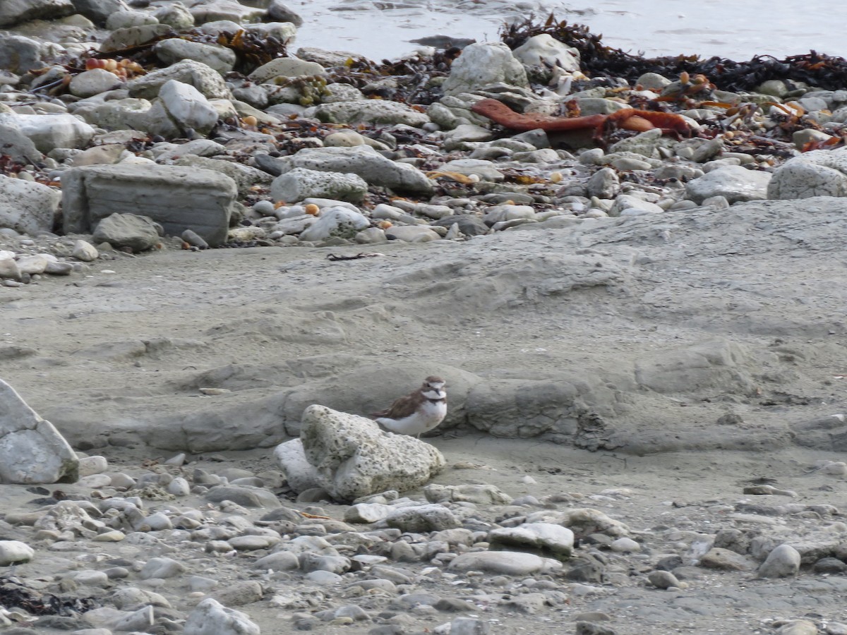Double-banded Plover - ML525336611