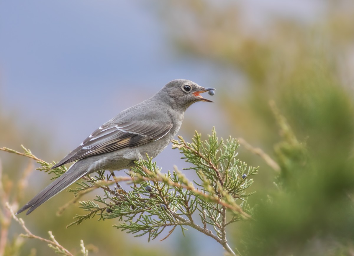 Townsend's Solitaire - Zealon Wight-Maier