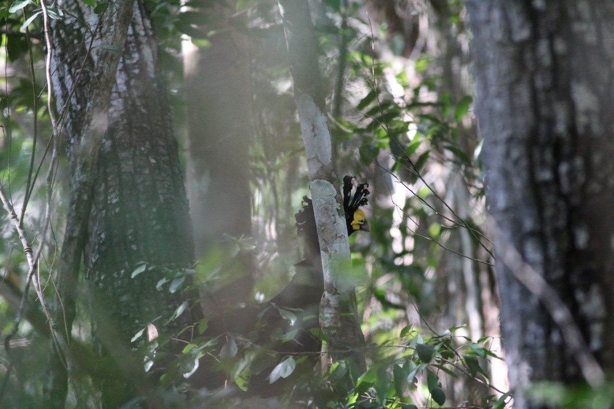 eBird Checklist - 13 Jan 2023 - Camino de Acceso a la Zona Arqueológica ...