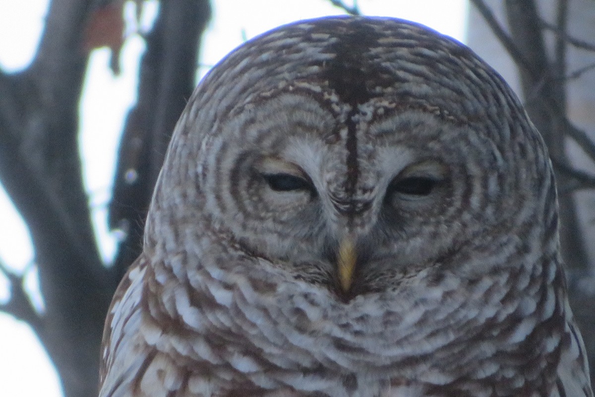 Barred Owl - ML525341341