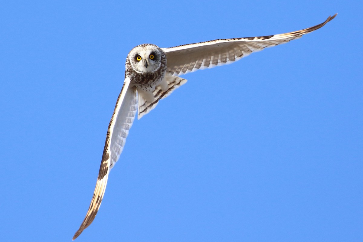 Short-eared Owl - ML525348221