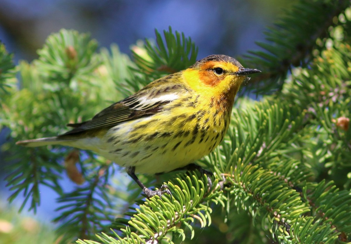 Cape May Warbler - ML52535701