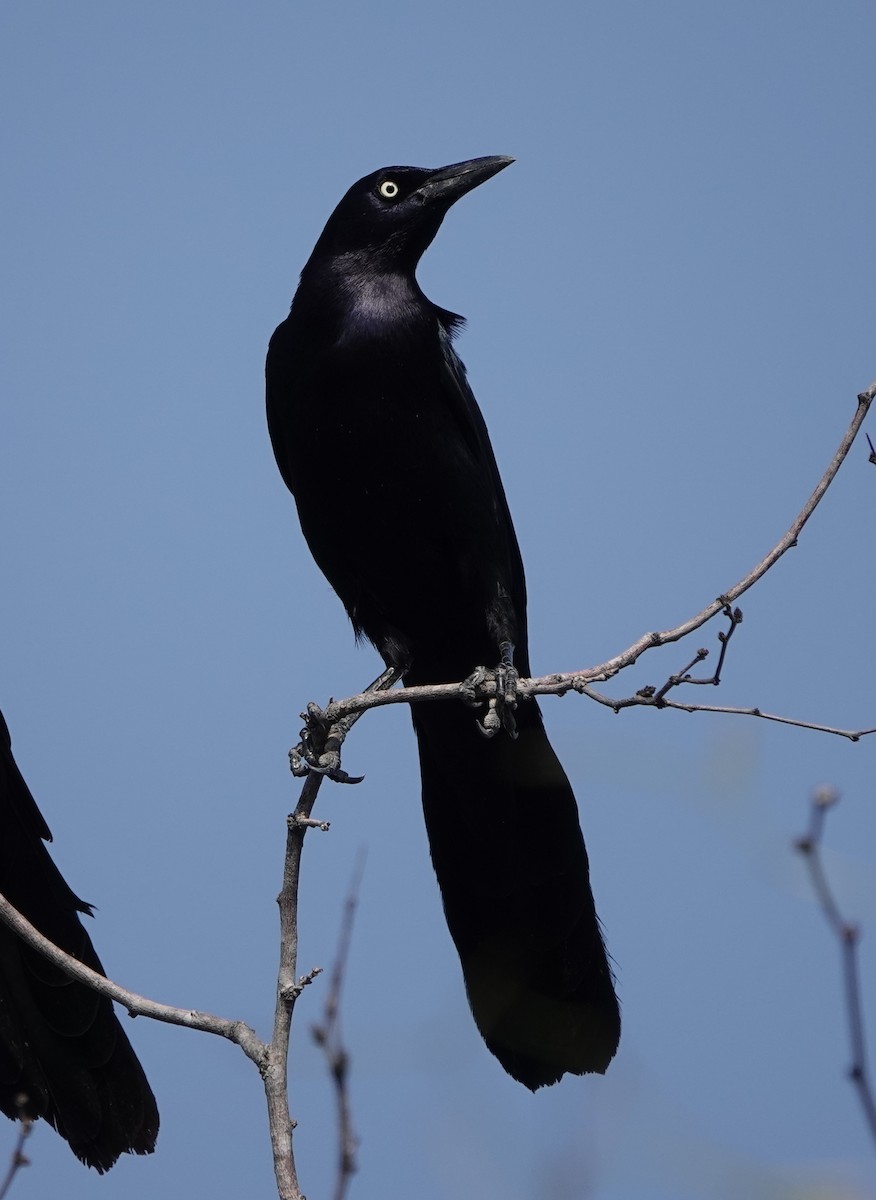 Great-tailed Grackle - ML525359011