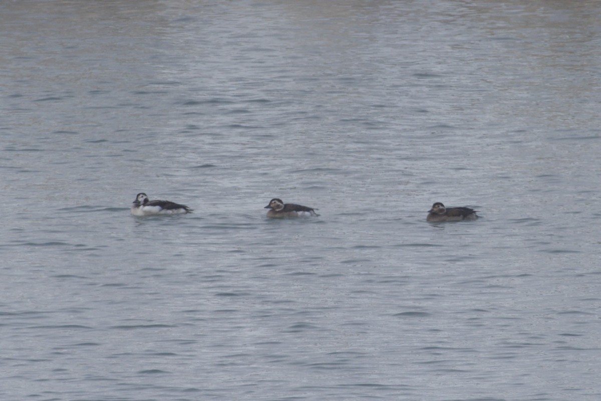 Long-tailed Duck - ML525359791