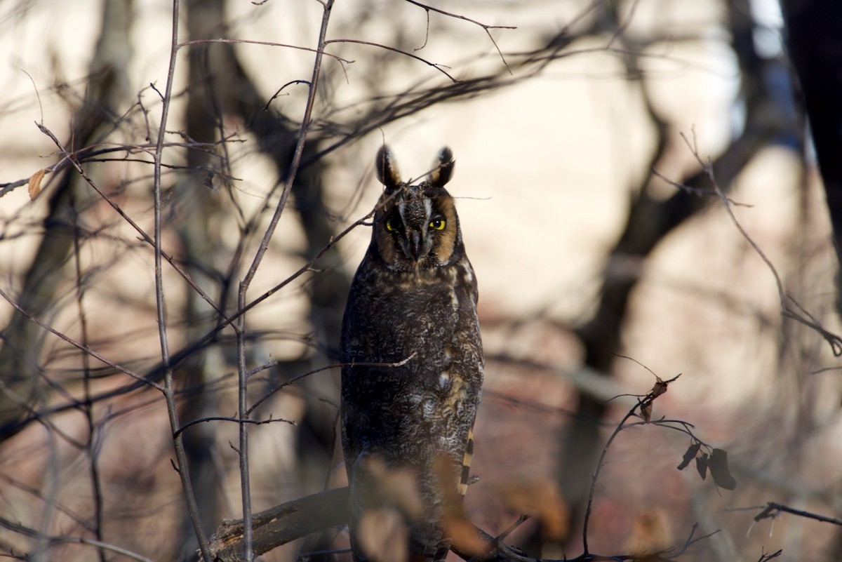Long-eared Owl - ML525360471