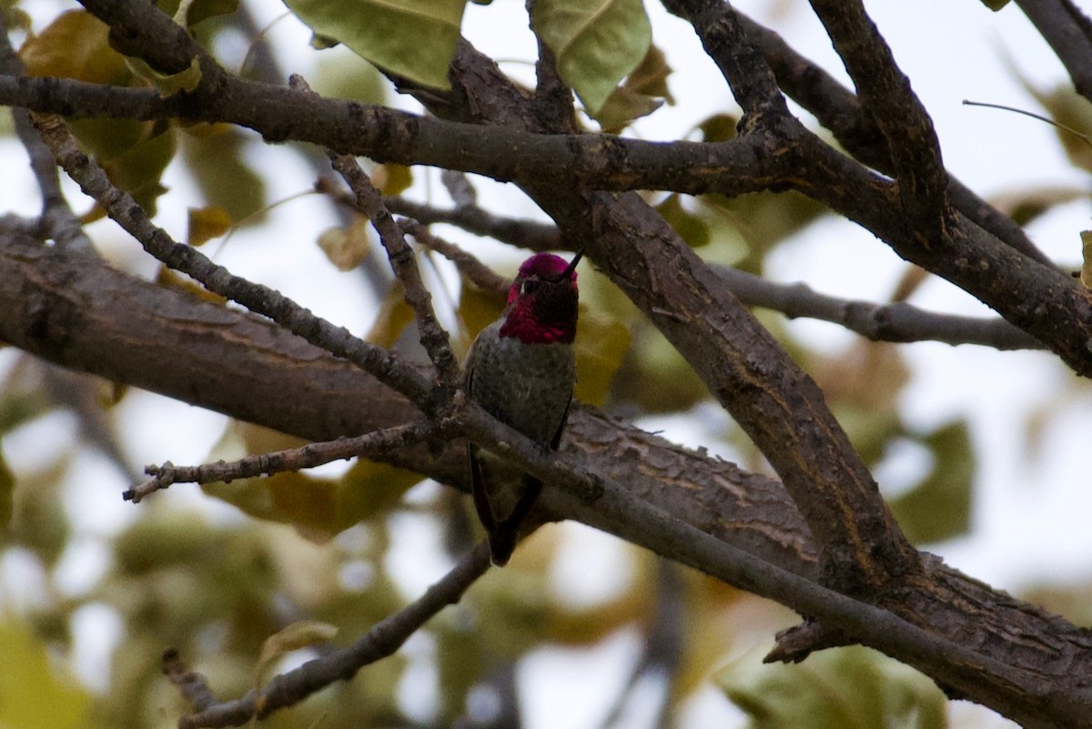 Anna's Hummingbird - John Breker