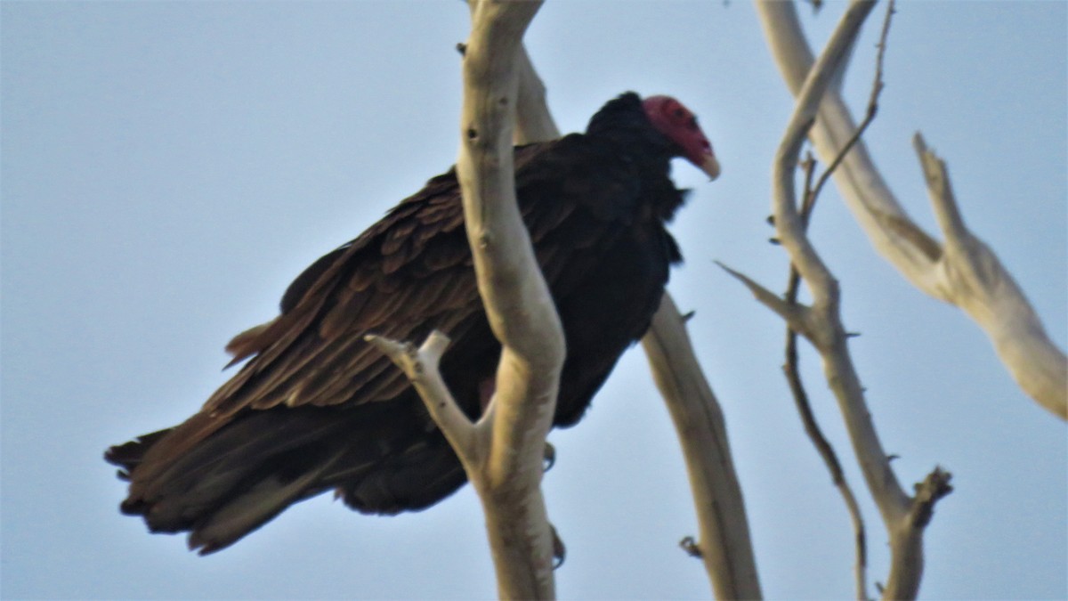 Turkey Vulture - ML525363791