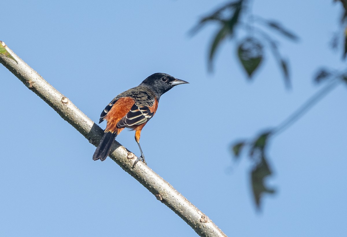 Orchard Oriole - ML525363961