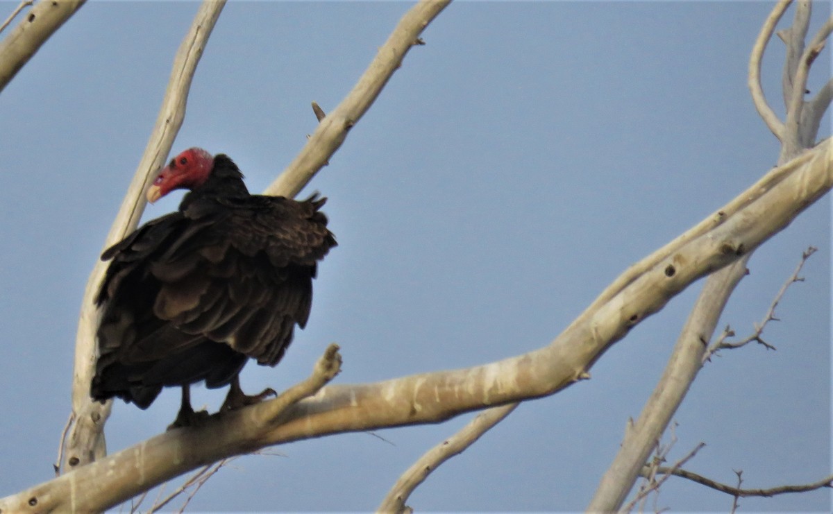 Turkey Vulture - ML525364061