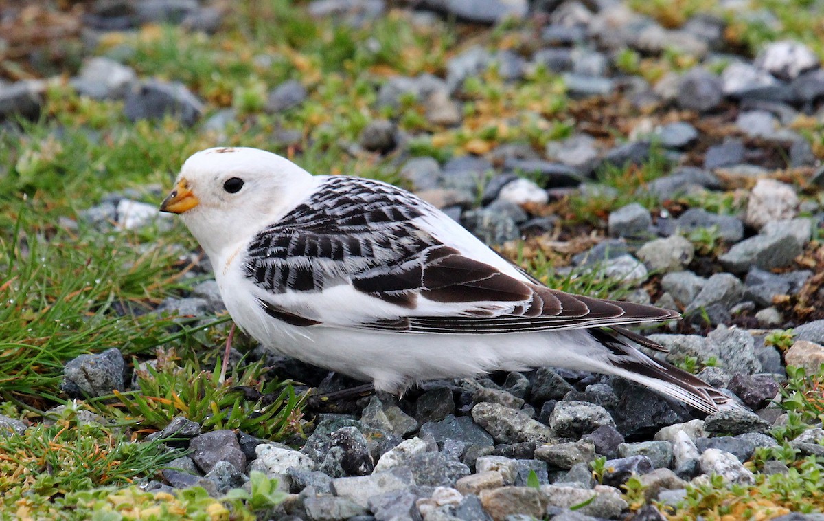 Snow Bunting - Mike Fung