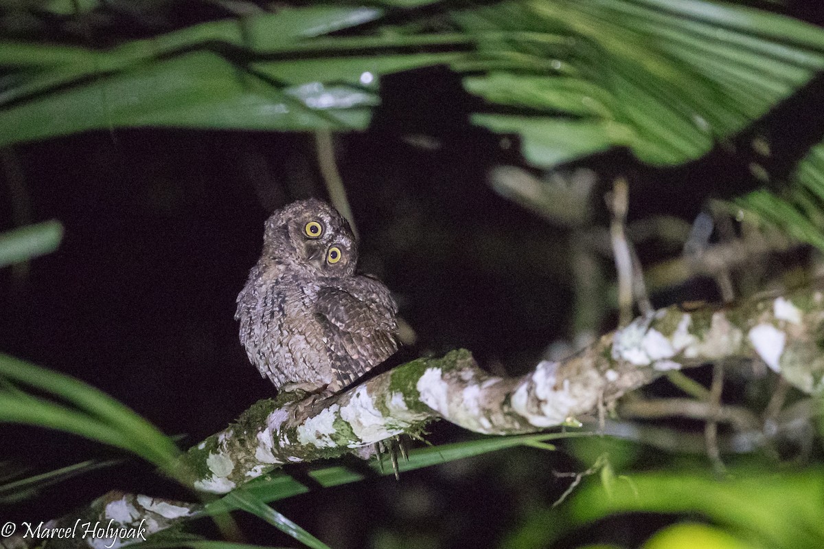 Moluccan Scops-Owl (Moluccan) - ML525370941