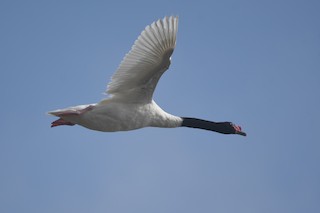 Black-necked Swan, ML525373141