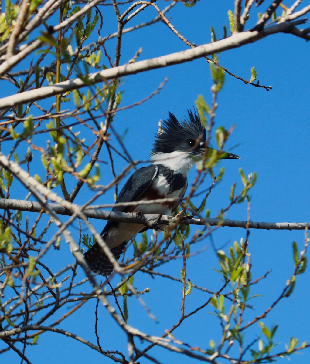 Belted Kingfisher - ML525375831