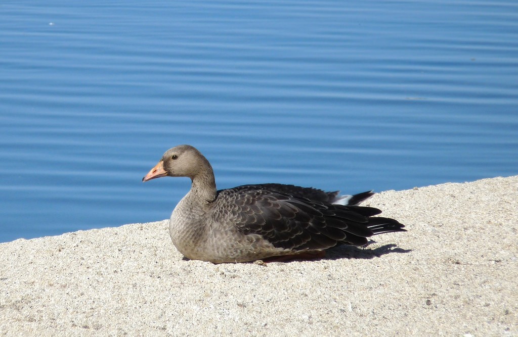 Greater White-fronted Goose - ML52538411