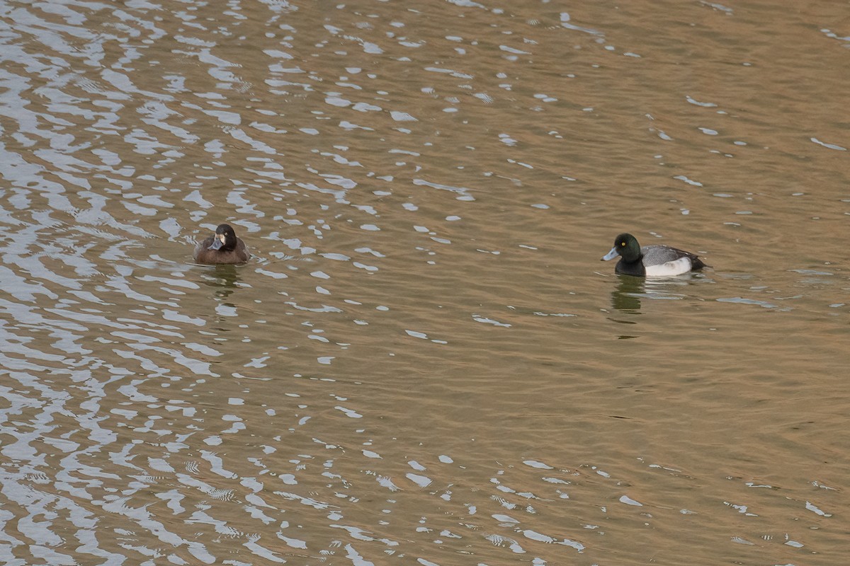 Greater Scaup - ML525385431