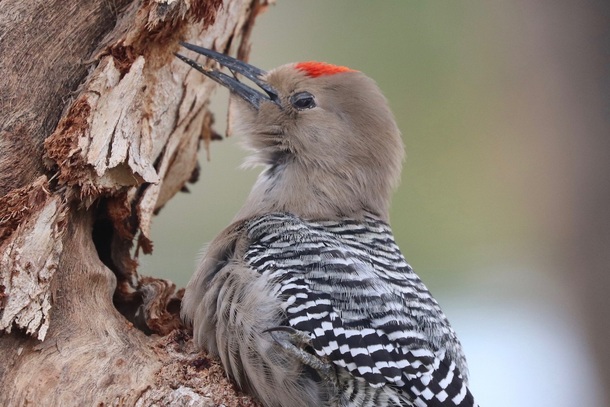 Gila Woodpecker - ML525386591