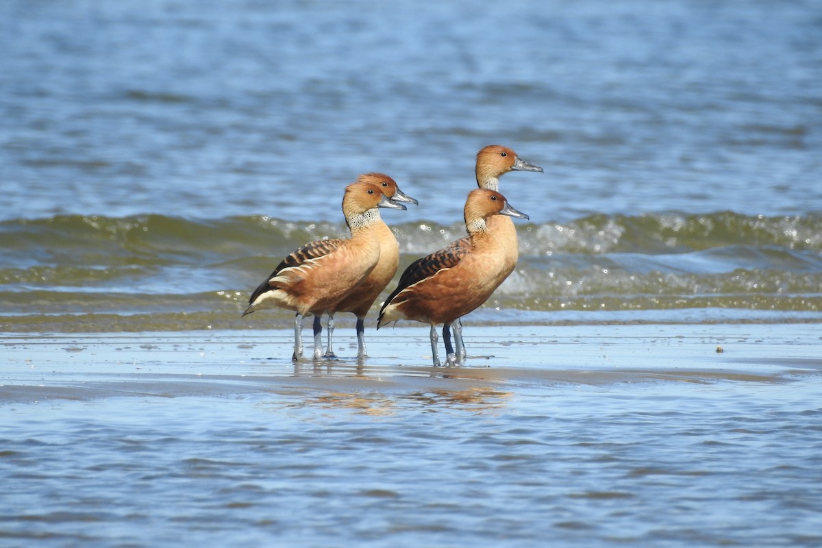 Fulvous Whistling-Duck - ML525387421