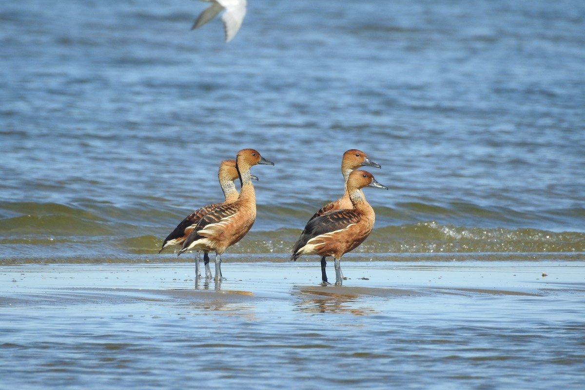 Fulvous Whistling-Duck - ML525387711