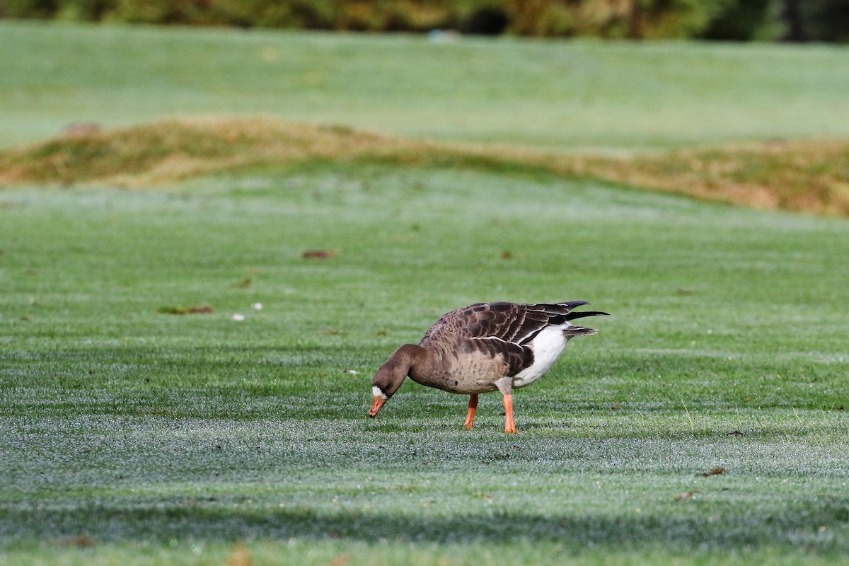 Greater White-fronted Goose - ML525389621