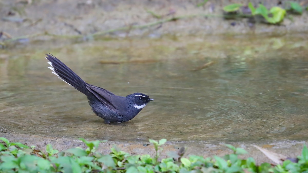 White-throated Fantail - ML525391411
