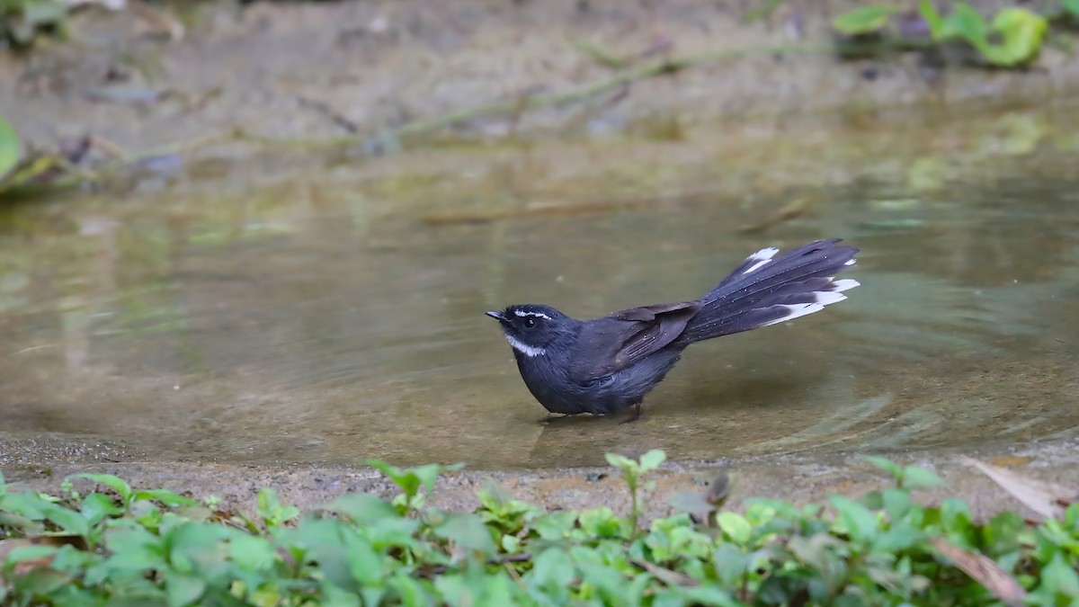 White-throated Fantail - ML525391421