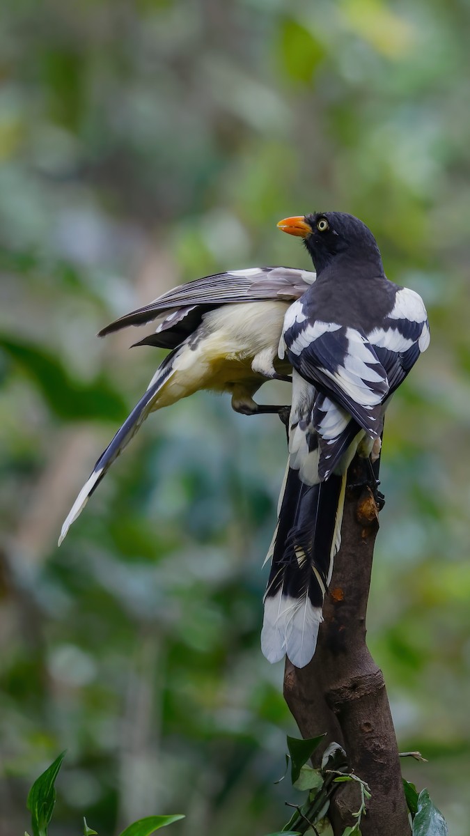 White-winged Magpie (Black-tailed) - ML525394321