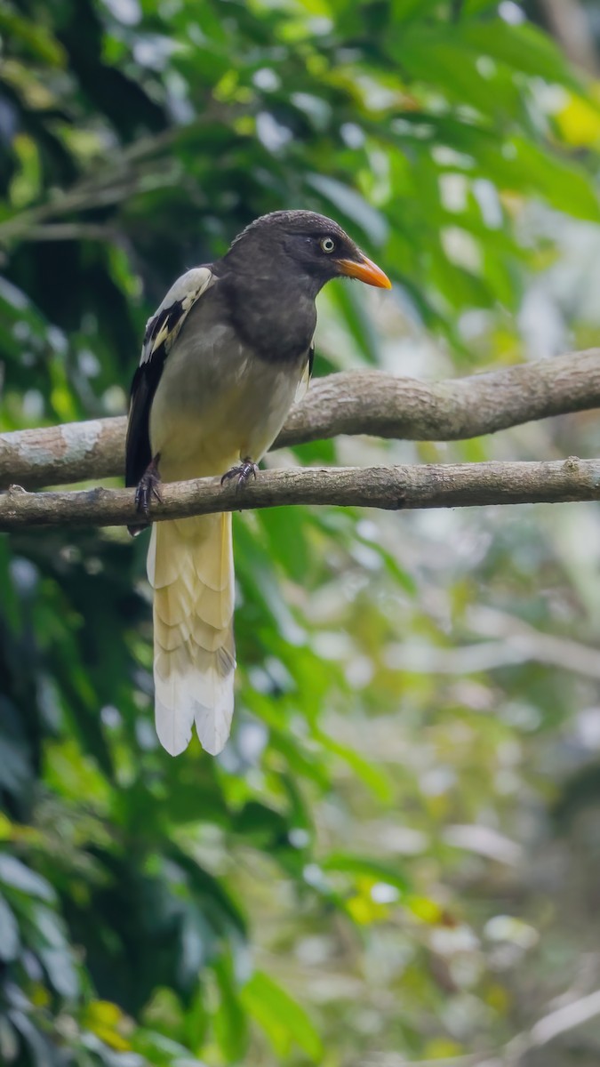 White-winged Magpie (Black-tailed) - ML525394351