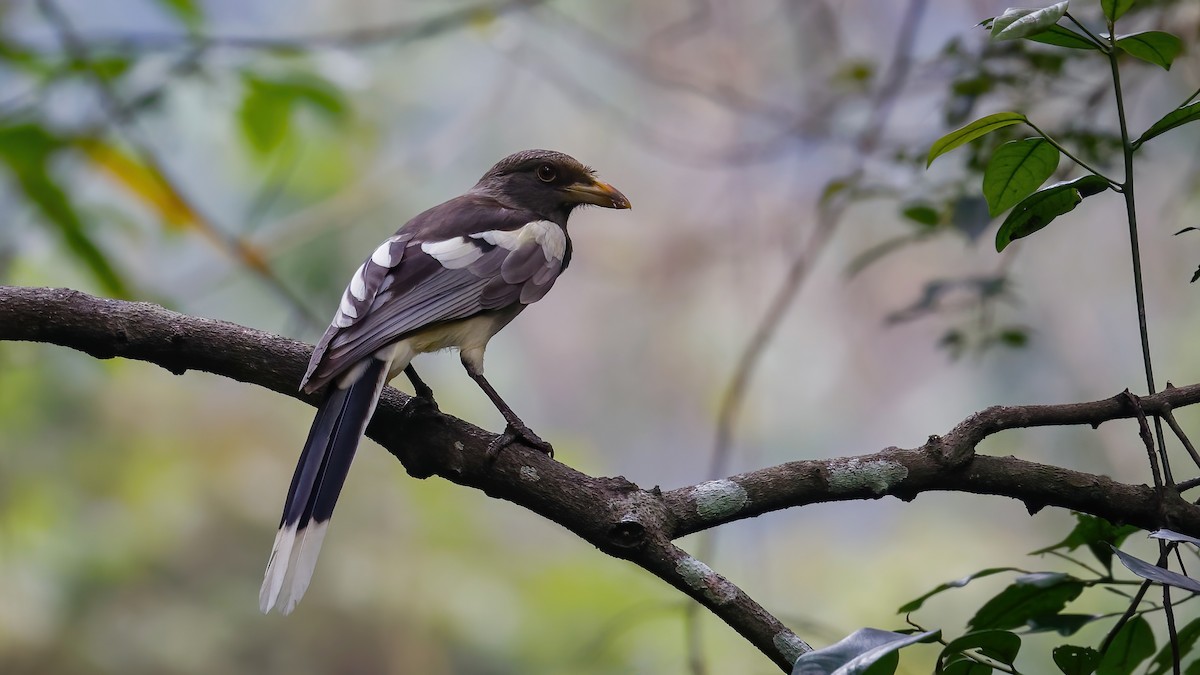 White-winged Magpie (Black-tailed) - ML525394371
