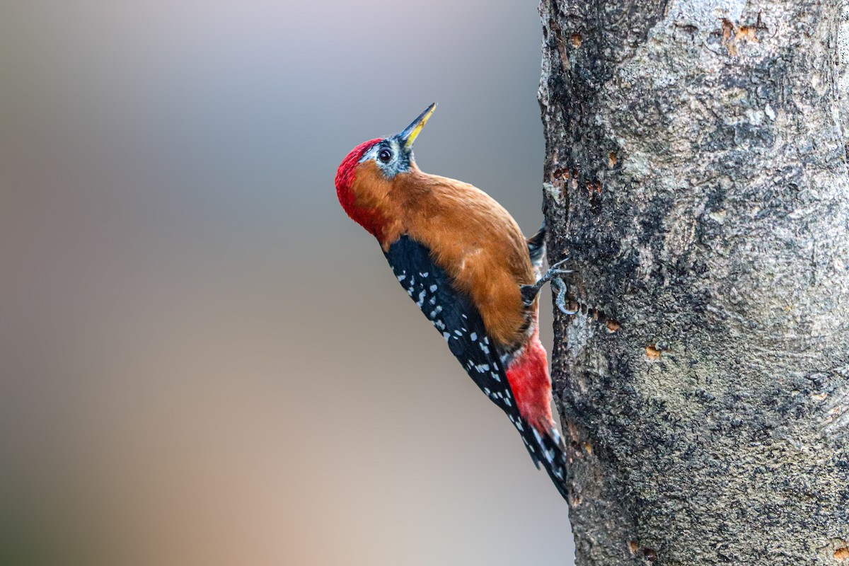 Rufous-bellied Woodpecker - ML525395001