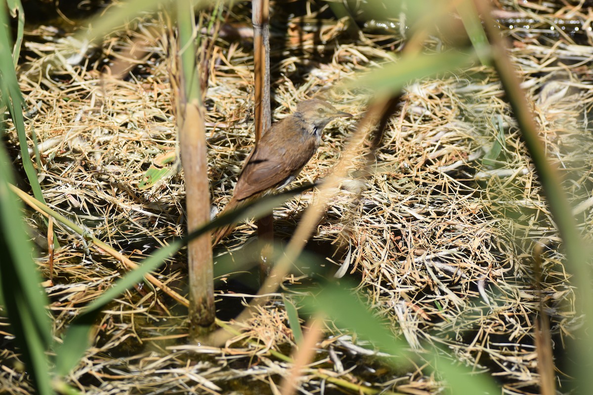 Lesser Swamp Warbler - Ryne Rutherford