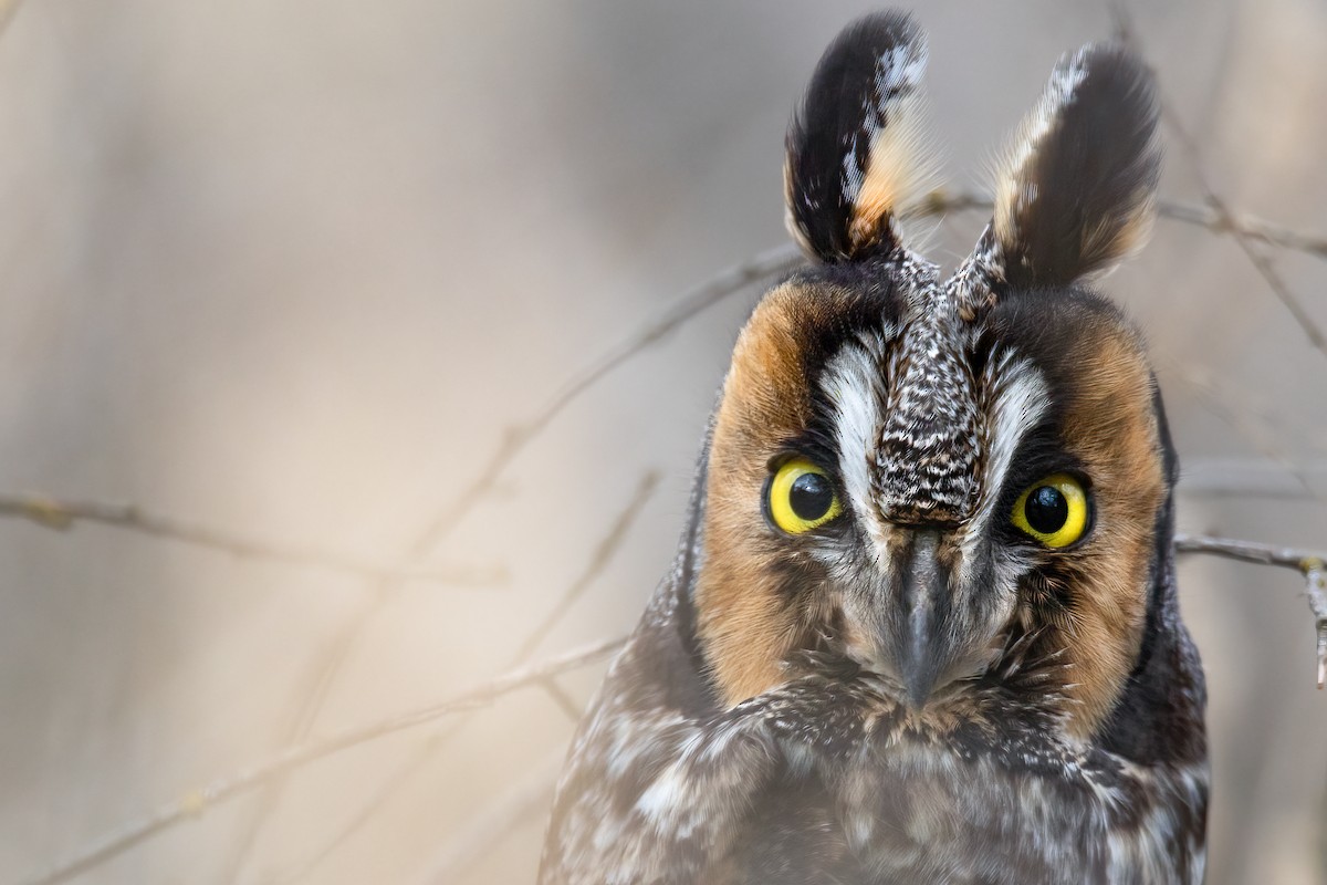 Long-eared Owl - ML525398601
