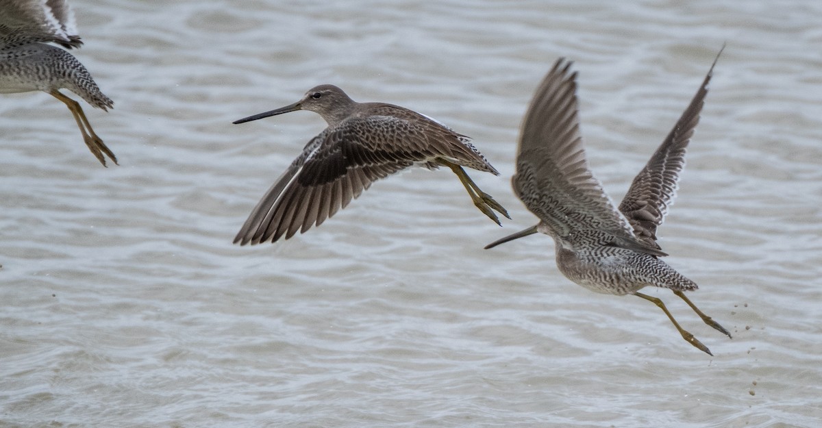 Long-billed Dowitcher - ML525398791