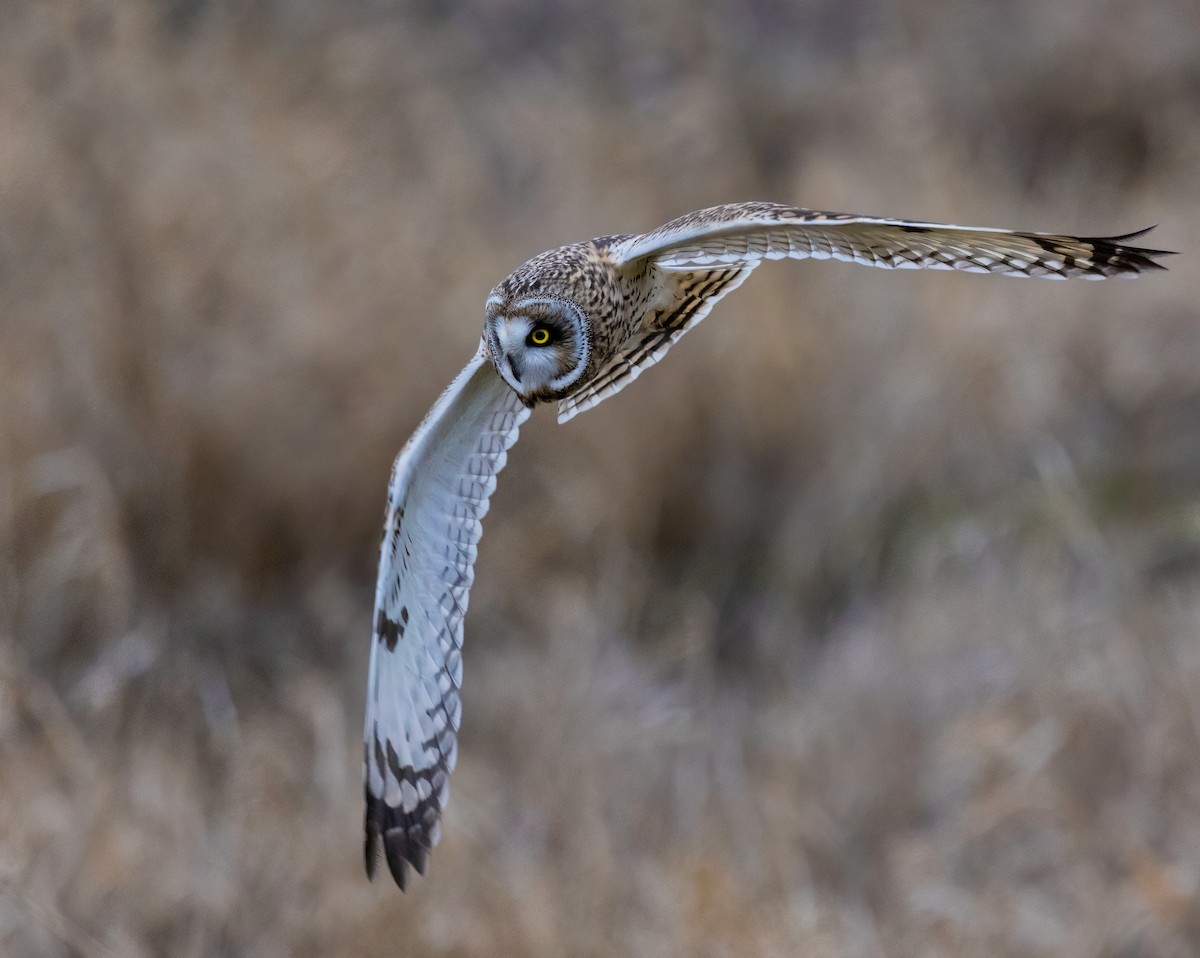 Short-eared Owl - ML525400141