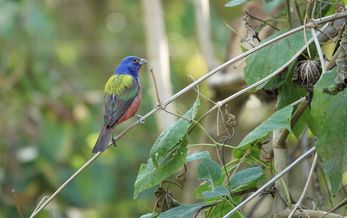 Painted Bunting - ML525400891