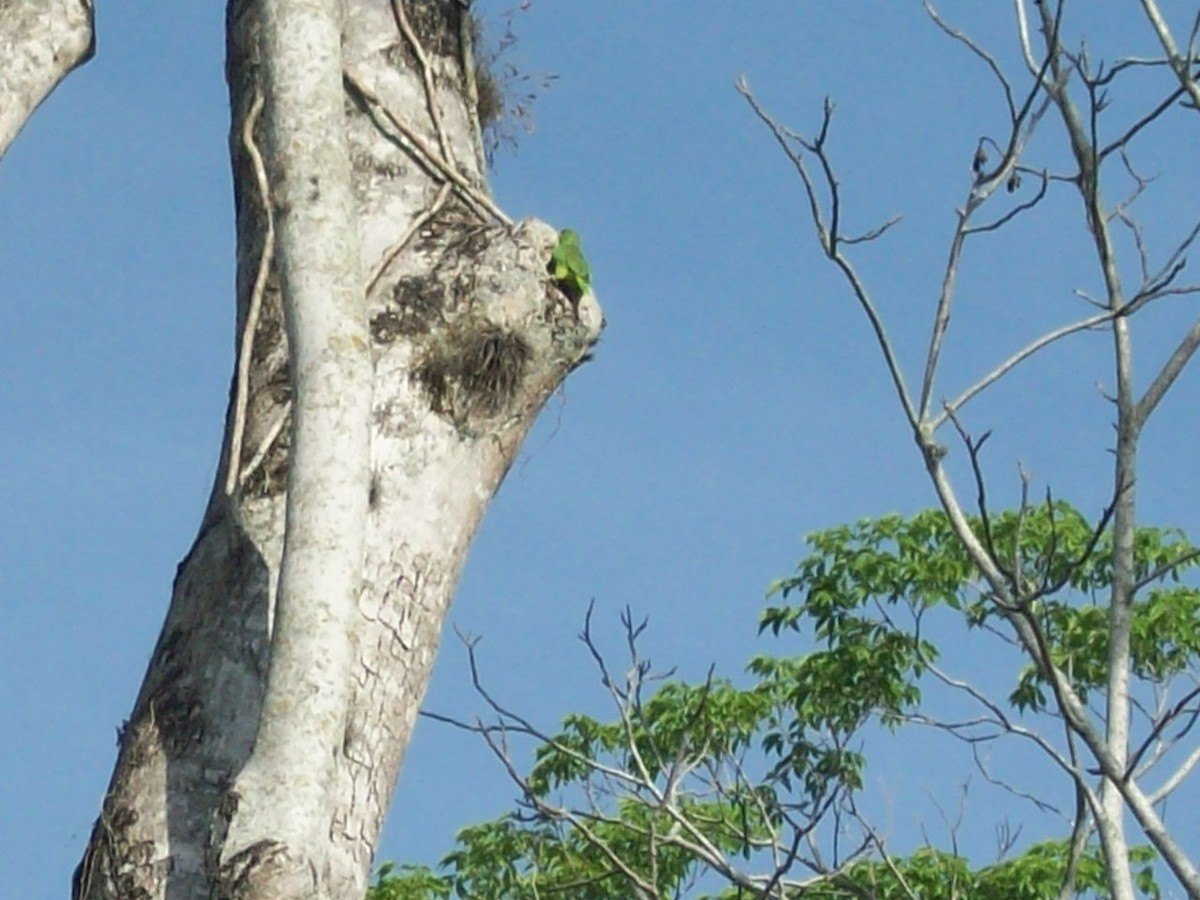 White-fronted Parrot - ML52540251