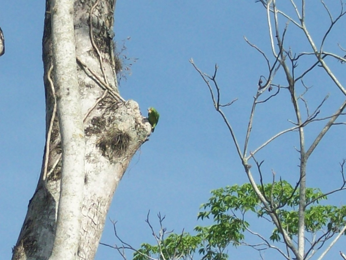 White-fronted Parrot - ML52540261