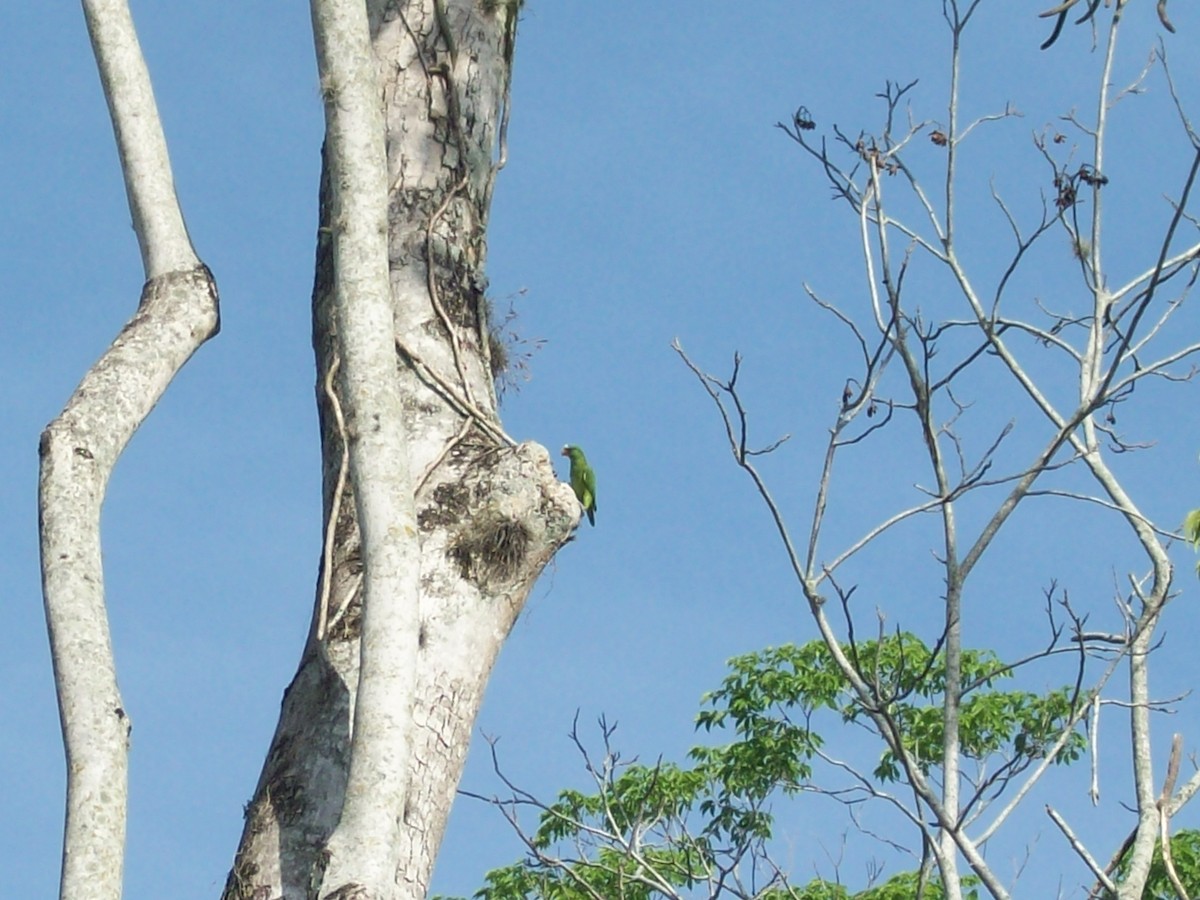 White-fronted Parrot - ML52540271