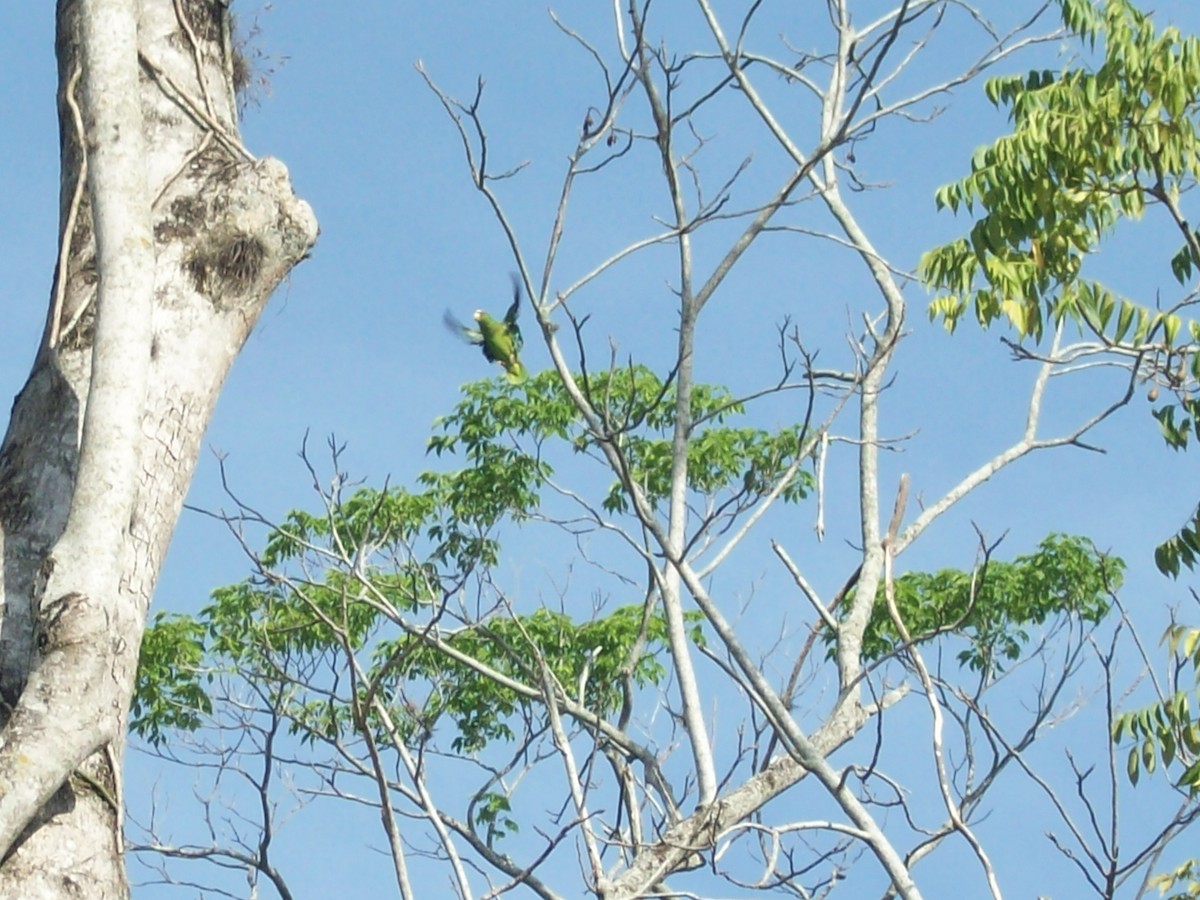 White-fronted Parrot - ML52540281