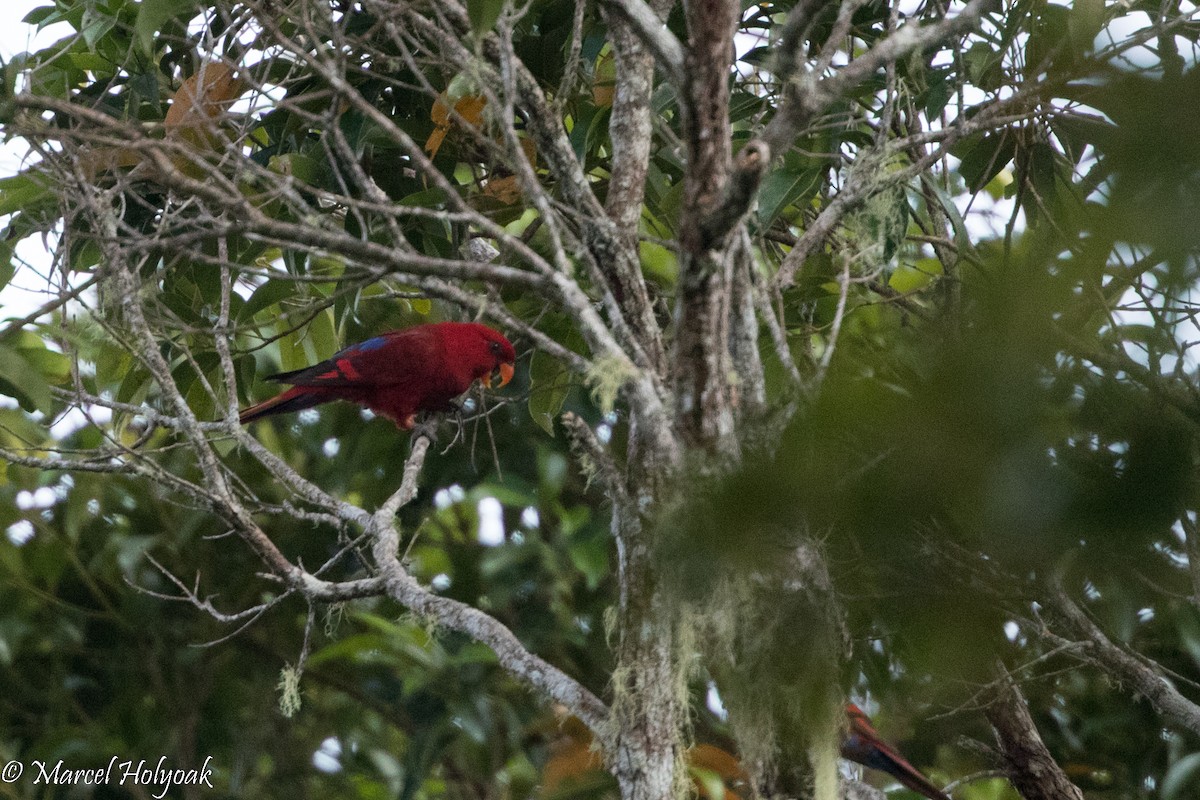 Red Lory - ML525403891