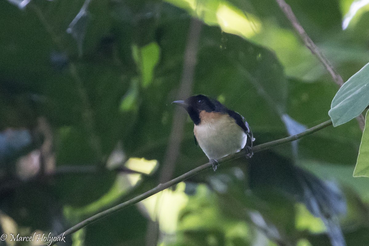 Spectacled Monarch (Halmahera) - ML525408301